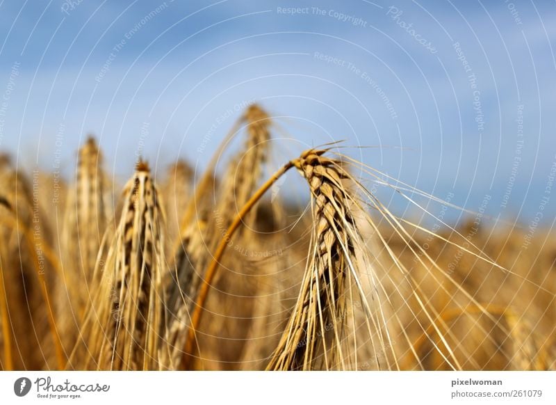 Korn Natur Landschaft Himmel Wolken Horizont Sonne Sonnenlicht Sommer Herbst Schönes Wetter Wind Wärme Nutzpflanze Feld Duft Einsamkeit Farbe genießen Reichtum