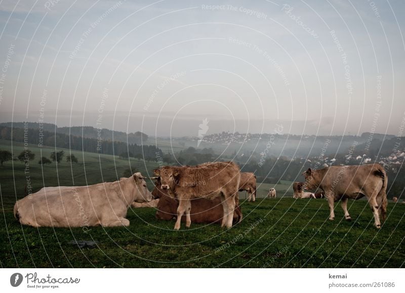 The cows are alright Natur Landschaft Pflanze Himmel Horizont Sonnenlicht Nebel Baum Gras Wiese Feld Weide Viehweide Tier Nutztier Kuh Tiergesicht Fell Rind