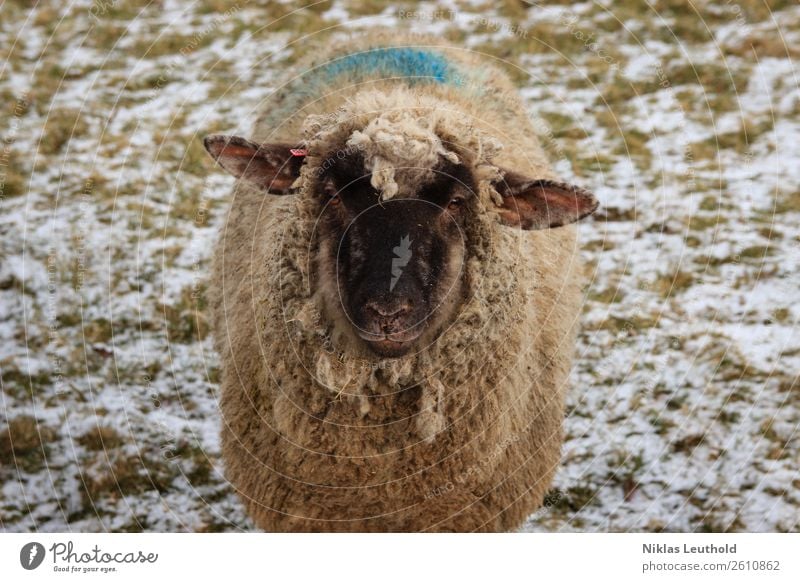 Schaf auf Wiese mit Schnee Umwelt Sonnenlicht Winter Eis Frost Gras Grünpflanze Tier Nutztier Tiergesicht Fell 1 dick dreckig Freundlichkeit blau grün schwarz