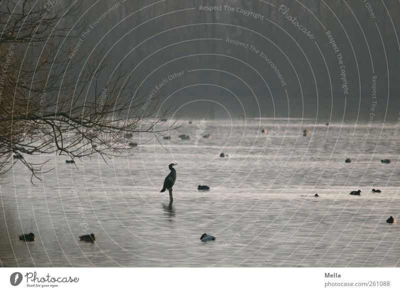 Freitagmorgen Umwelt Natur Landschaft Tier Wasser Baum Ast Teich See Vogel Kormoran Blesshühner hocken sitzen frei natürlich Freiheit Zufriedenheit Pause