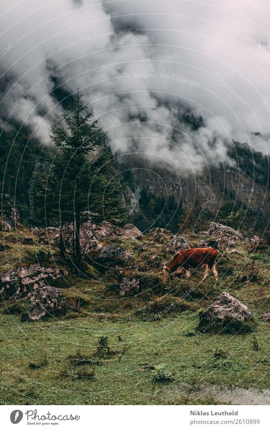 Kuhl Ferien & Urlaub & Reisen Ausflug Sommer Berge u. Gebirge wandern Natur Landschaft Wolken Herbst Baum Gras Sträucher Moos Grünpflanze Felsen Alpen Tier