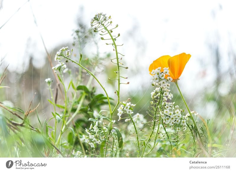 Mohnblüte, im Vordergrund Duftsteinrich Natur Pflanze Horizont Herbst Blume Gras Blatt Blüte Wildpflanze Strand-Silberkraut Berg-Steinkraut Garten Wiese Blühend