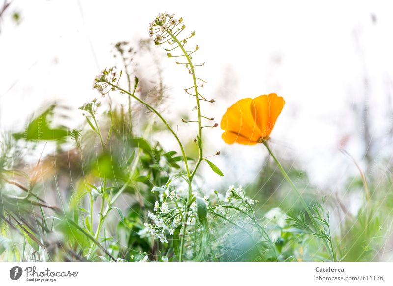 Mohn am Mittwoch und Ackerhellerkraut dazu Natur Pflanze Sommer Blume Gras Blatt Blüte Mohnblüte Garten Wiese Blühend Duft schön gelb grün orange weiß