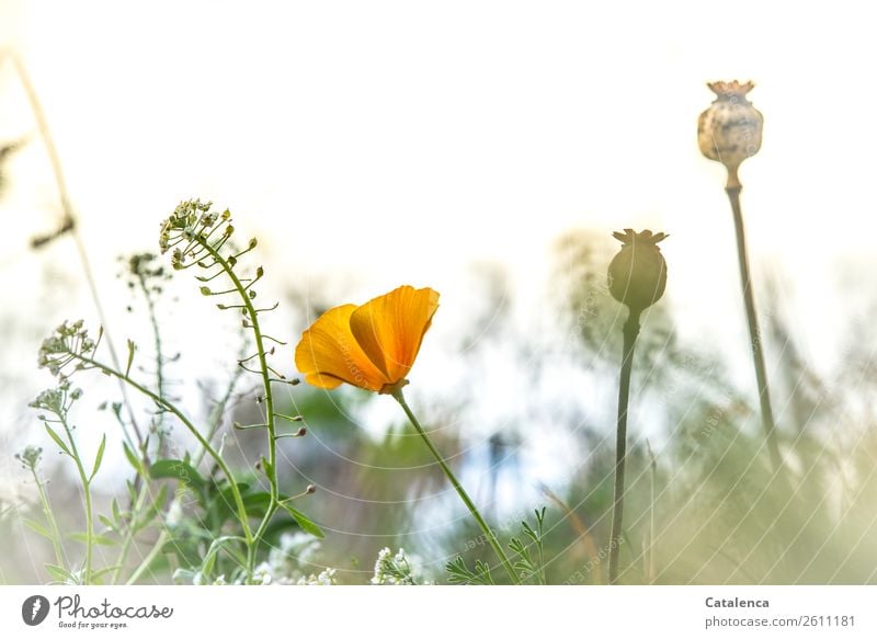 Mohn und Ackerhellerkraut Natur Pflanze Himmel Herbst Blume Gras Sträucher Blatt Blüte Mohnkapsel Wiese Feld Blühend Duft verblüht Wachstum schön braun gelb