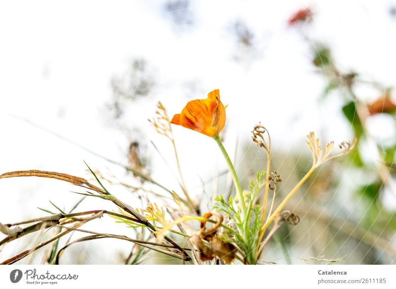 Verblühen, im Vordergrund verblüht eine Mohnblüte Natur Pflanze Himmel Herbst Blume Gras Blatt Blüte Garten Wiese Blühend dehydrieren schön braun grün orange