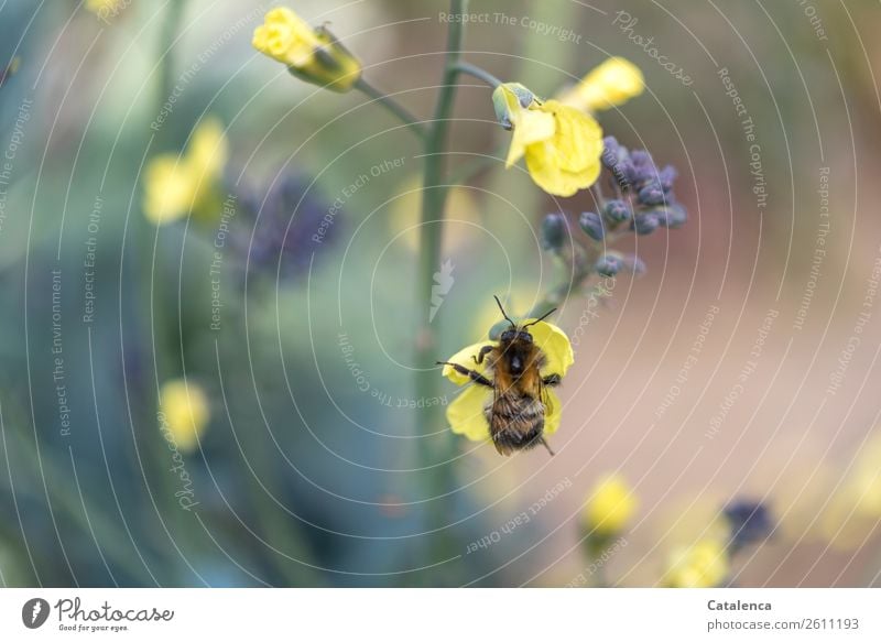 Alterserscheinung | steife Gelenke. Eine Hummel an der Kohlblüte Gemüse Natur Pflanze Tier Herbst Blatt Blüte Nutzpflanze Brokkoli Garten Gemüsegarten Wildtier