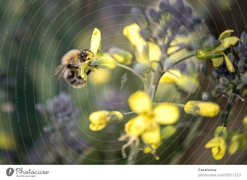 Die Hummel sammelt den Pollen einer Kohlblüte Natur Pflanze Tier Herbst Blatt Blüte Nutzpflanze Brokkoli Gemüsegarten Wildtier Insekt Wildbiene 1 fliegen