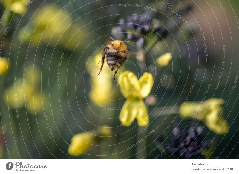 Unterwegs, fliegende Hummel und blühender Kohl Natur Pflanze Tier Sommer Blatt Blüte Nutzpflanze Brokkoli Garten Gemüsegarten Wildbiene 1 Blühend natürlich