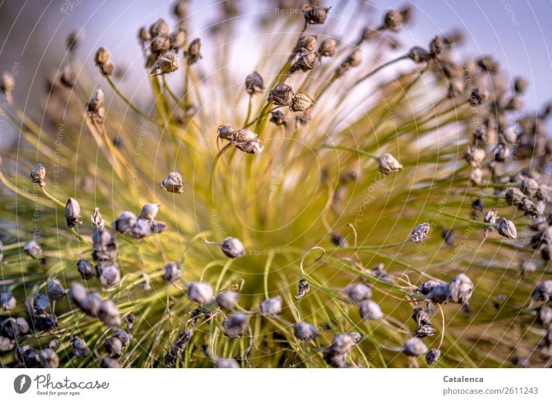 Lauchblüte am Abend Natur Pflanze Himmel Herbst Blüte Porree Lauchstange Lauchgemüse Garten Gemüsegarten verblüht dehydrieren natürlich braun grau grün violett