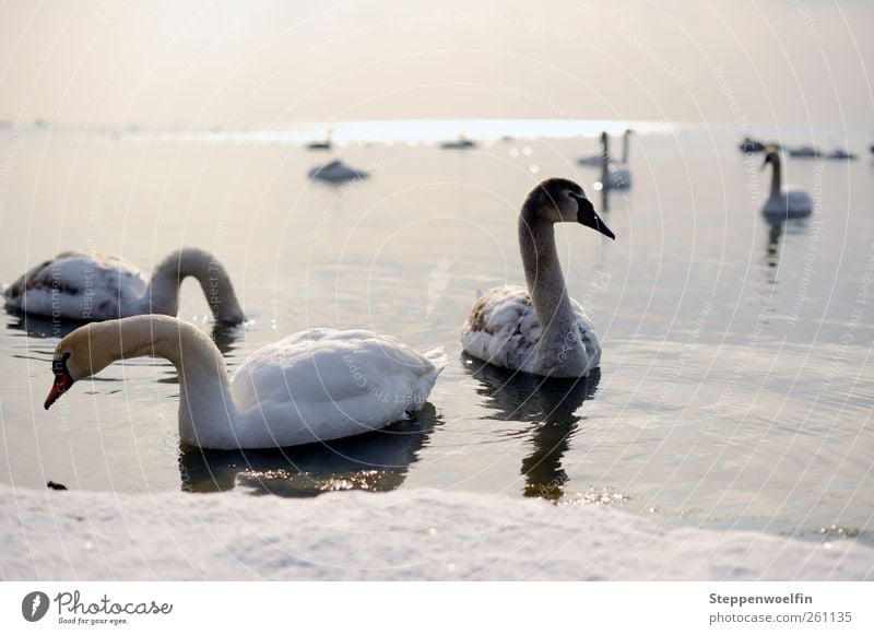 Swan lake. Umwelt Natur Landschaft Tier Himmel Horizont Sonne Winter Schönes Wetter Eis Frost Schnee Wellen Seeufer Schwan Flügel Schwarm Tierjunges Tierfamilie