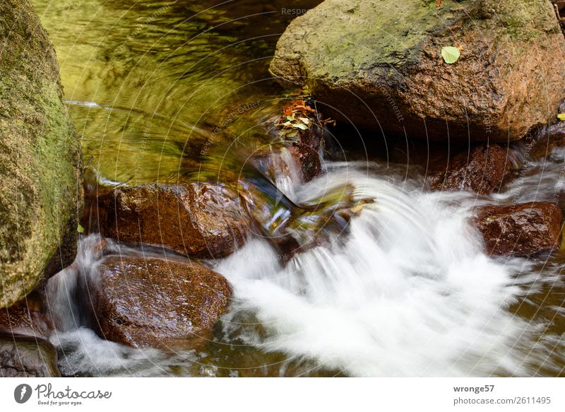 Flüsschen Ilse Natur Landschaft Herbst Wald Fluss Harz nass natürlich braun grün weiß Flußbett Stein Wasserfall fließen Mittelgebirge Farbfoto Gedeckte Farben