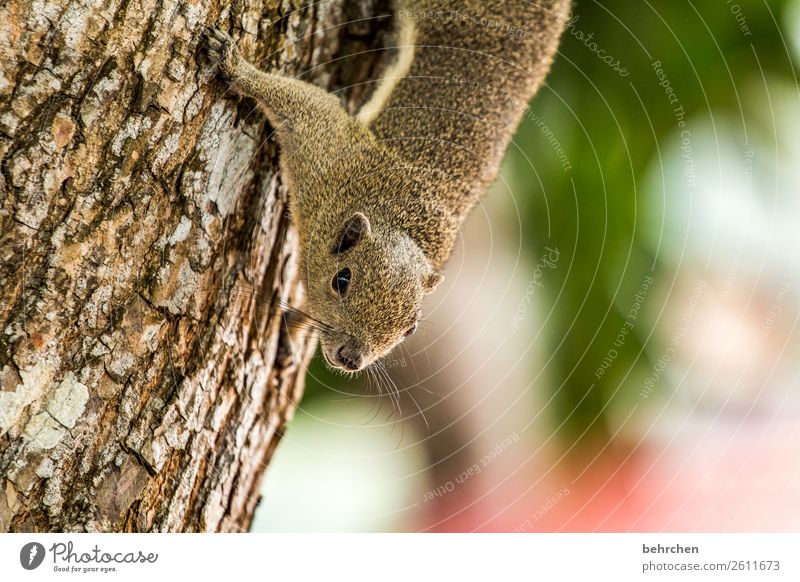 hörnchen zum frühstück Ferien & Urlaub & Reisen Tourismus Ausflug Abenteuer Ferne Freiheit Urwald Wildtier Tiergesicht Fell Eichhörnchen außergewöhnlich