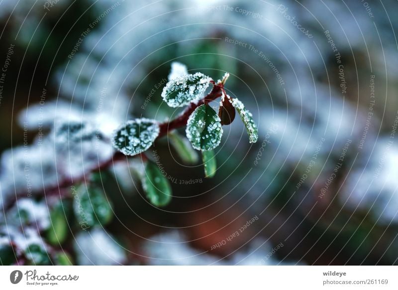 Überzuckert Zufriedenheit Natur Pflanze Winter Sträucher Blatt Grünpflanze Wildpflanze kleine Blätter grün Makroaufnahme Eiskristall Schneefall Stengel Garten