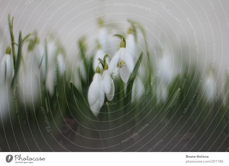 Wir läuten den Frühling herbei Natur Pflanze Winter Wetter Blume Schneeglöckchen Garten Wiese Wachstum ästhetisch hell positiv schön grau grün weiß Gefühle