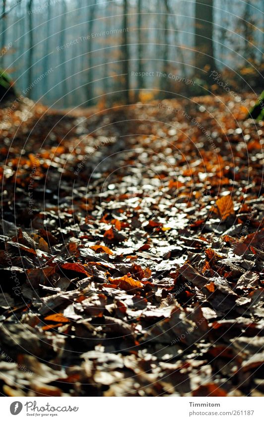 Der Weg Umwelt Natur Wald gehen Blick authentisch natürlich braun Gefühle Frieden Vergänglichkeit Blatt Blätter Wege & Pfade Baum Farbfoto Gedeckte Farben