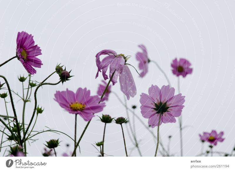 Der Sommer geht vorbei / Rosa Kosmosblüten im Gegenlicht Garten Dekoration & Verzierung Natur Pflanze Wasser Wassertropfen Himmel Wolken Herbst Regen Blume