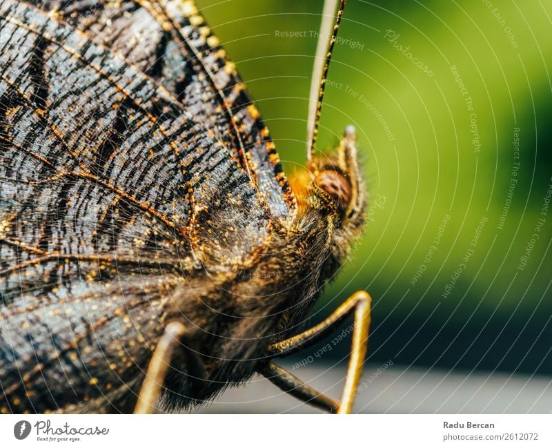 Brauner Monarch Schmetterling Nahaufnahme schön Sommer Garten Umwelt Natur Tier Wald Wildtier Tiergesicht Flügel 1 Blick natürlich wild braun mehrfarbig gelb