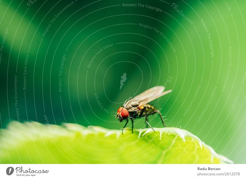 Stubenfliege auf einem Blatt im Garten Sommer Haus Umwelt Natur Pflanze Tier Schönes Wetter Gras Park Wald Wildtier Fliege Tiergesicht 1 klein natürlich schön