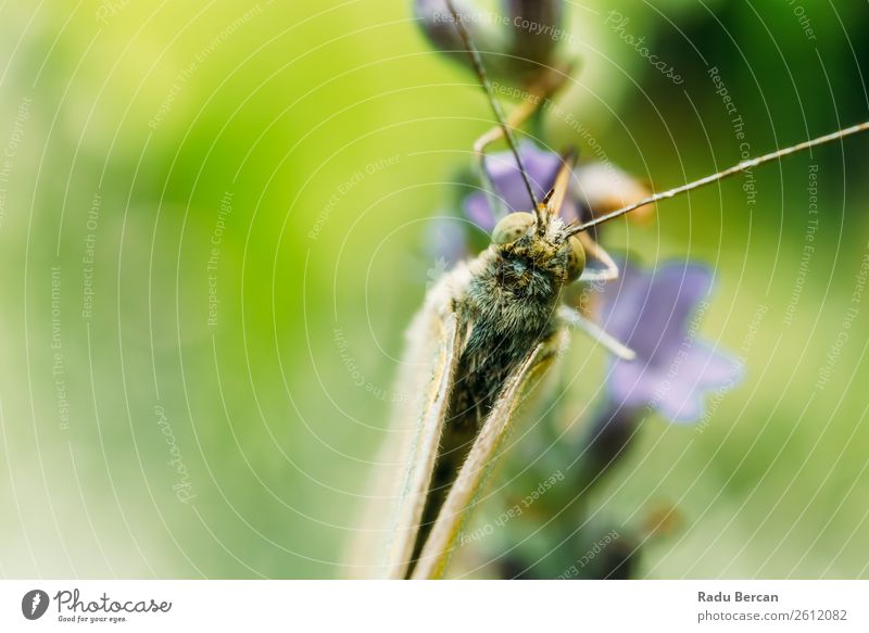 Weißer Schmetterling Nahaufnahme Makro im Garten schön Sommer Umwelt Natur Pflanze Tier Gras Blatt Blüte Wildpflanze Park Wald Wildtier Tiergesicht Flügel 1