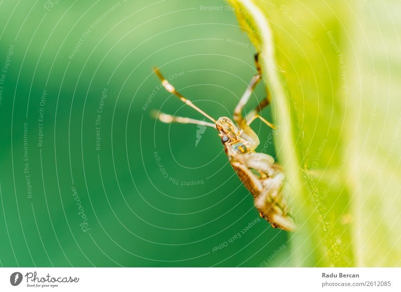 Schild Käfer Makro im Garten Sommer Umwelt Natur Pflanze Tier Blatt Park Wald Wildtier Tiergesicht 1 gruselig klein natürlich wild braun grün Farbe Wanze Insekt