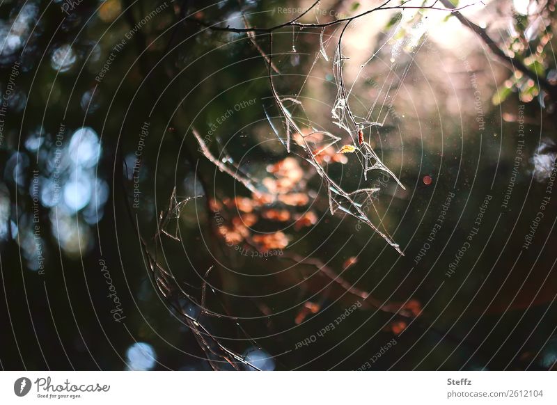 Tiefer im Wald Spinnennetz Herbstwald tief im Wald Spinnengewebe Spinnenfäden düster Halloween dunkel gruselig unheimlich ungemütlich Unbehagen unbehaglich