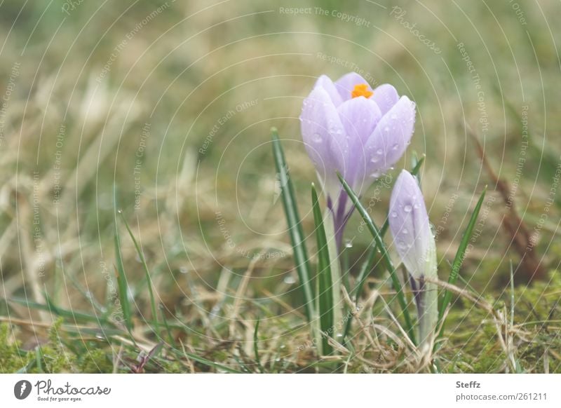 zarte Frühlingsboten Krokus Krokusse Frühlingskrokus Blüte blühen Frühblüher zarte Blüten zarte Blumen dezent zarte Farben blühende Blume zartes Grün