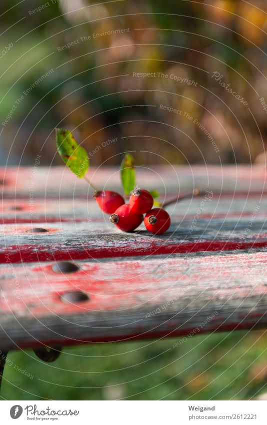 Hagebuttentraum Slowfood Meditation Herbst Pflanze Blüte Garten Wiese Feld schön rot Tee Sammlung Ernte Erntedankfest dankbar trösten Farbfoto Außenaufnahme