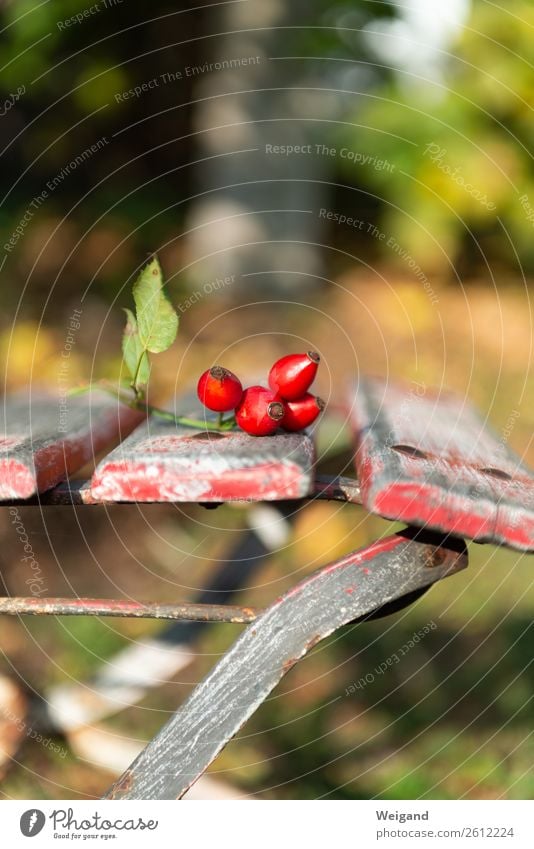 Hagebuttenquartett II Sonne authentisch rot achtsam Gelassenheit geduldig ruhig Herbst Farbfoto Außenaufnahme Textfreiraum oben Schwache Tiefenschärfe