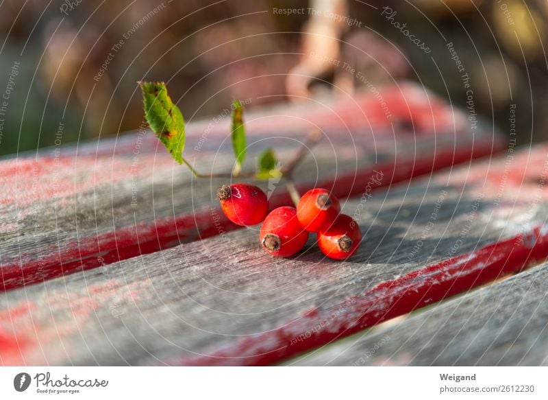 Hagebutten-Quartett Wellness Sinnesorgane Erholung ruhig Meditation Erntedankfest Pflanze Garten Park Wiese Feld leuchten rot Herbst Hygge Herbstsonne geduldig