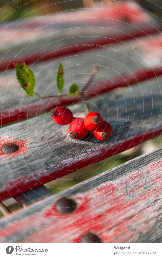 Hagebutten Bioprodukte Vegetarische Ernährung Slowfood Erntedankfest Herbst Pflanze Baum Garten Park Wiese elegant rot Idylle ruhig Zeit Sammlung reif