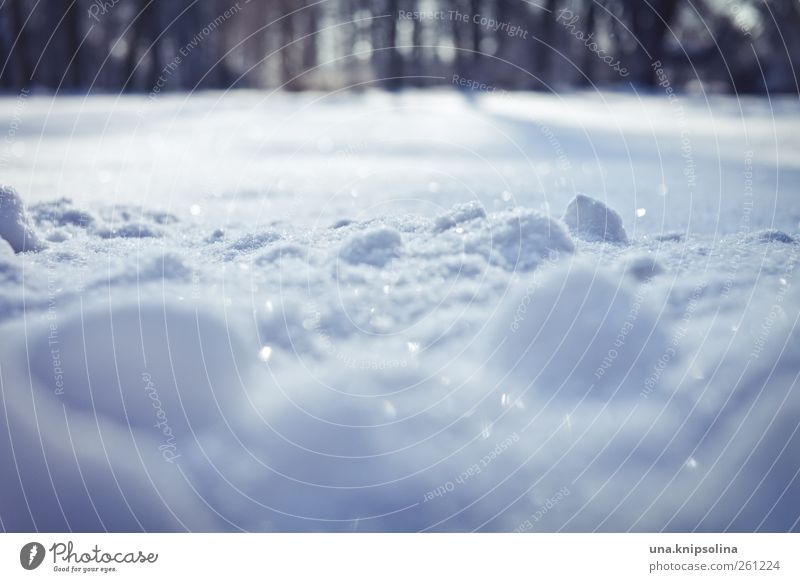 gezuckert Umwelt Natur Winter Wetter Schönes Wetter Eis Frost Schnee Park Wiese glänzend leuchten kalt natürlich weiß Schneelandschaft Schneedecke Farbfoto