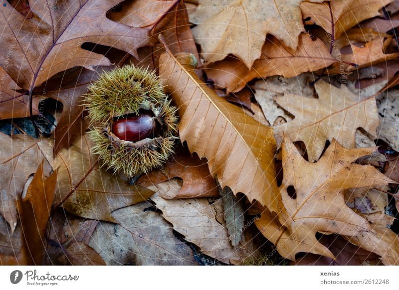 Eine glänzende Kastanie auf braunem Herbstlaub Blatt Park Wald rund stachelig grün Boden Kastanienbaum Buchengewächs Nuss Frucht Fruchthülle Herbstfärbung