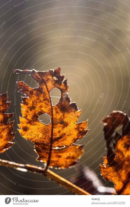 vergittert Natur Herbst Pflanze Blatt Wildpflanze glänzend leuchten authentisch außergewöhnlich dünn elegant einzigartig braun Traurigkeit Trauer Tod Ende