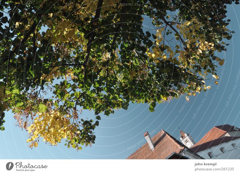 Wo da Haus da Baum küsst Umwelt Wolkenloser Himmel Blatt Garten Park Riegersburg Bundesland Steiermark Österreich Dorf Bauwerk Gebäude Architektur Mauer Wand