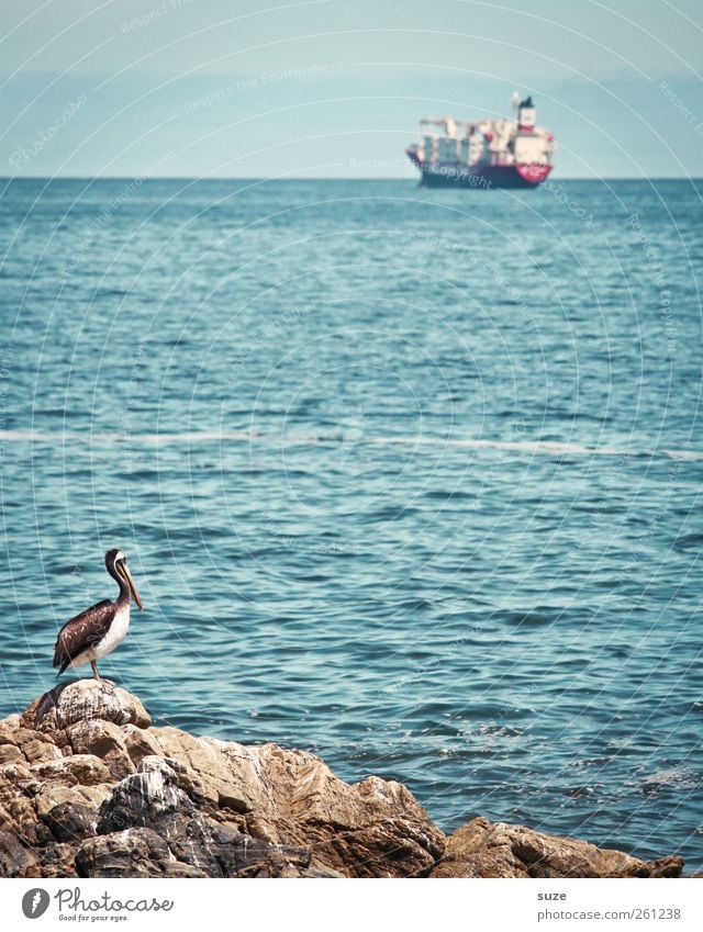 Viña del Mar Industrie Umwelt Natur Landschaft Tier Urelemente Wasser Himmel Horizont Schönes Wetter Felsen Küste Meer Containerschiff Öltanker Wasserfahrzeug