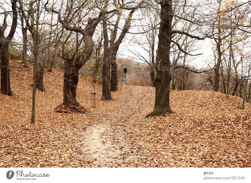 Kastanienwäldchen Natur Landschaft Herbst Baum Blatt Park Wald Hügel Wege & Pfade alt braun weiß leer Laubbaum Laubwald Ast Kastanienbaum Farbfoto Außenaufnahme