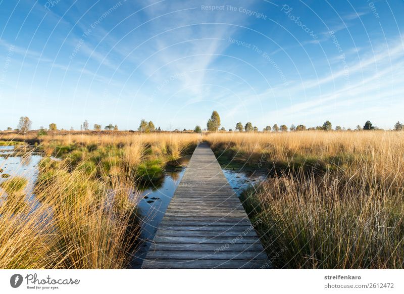 Morgens im Hohen Venn Umwelt Natur Landschaft Pflanze Urelemente Luft Wasser Himmel Wolken Herbst Schönes Wetter Baum Gras Sträucher Moos Moor Sumpf Teich Holz