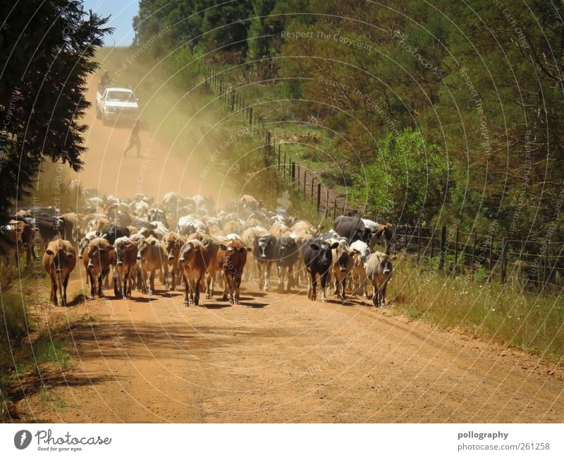 rush hour Mensch 2 Umwelt Natur Landschaft Pflanze Tier Erde Himmel Sommer Schönes Wetter Wärme Baum Sträucher Nutztier Kuh Tiergruppe Herde Platzangst