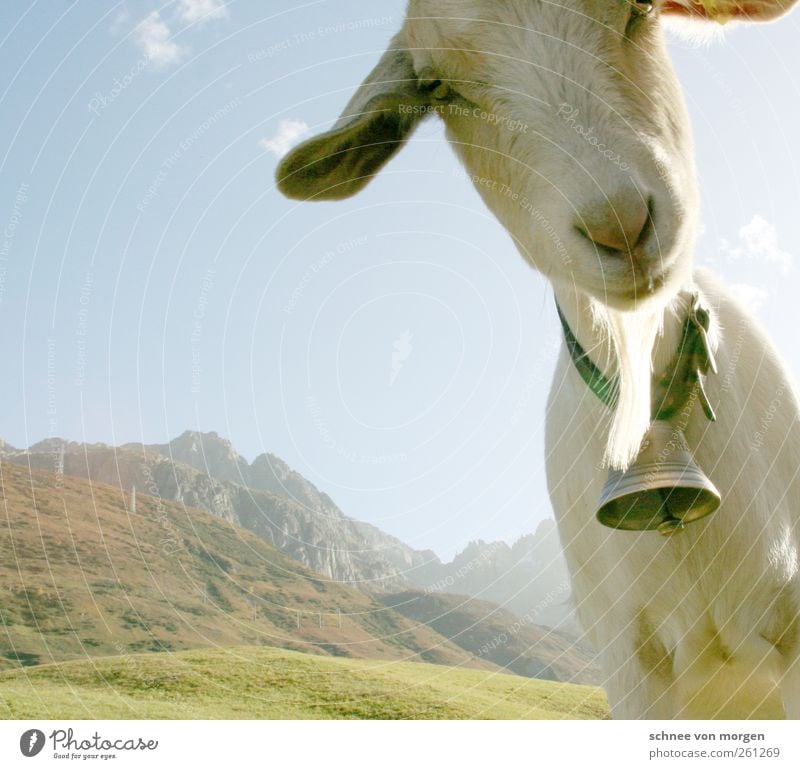 ehrlich Tier Nutztier Ziegen 1 Blick lustig "berge alpen schweiz käse glocke hirt grün wiesen hügel landschaft gipfel weide natur himmel treue neugier horizont"