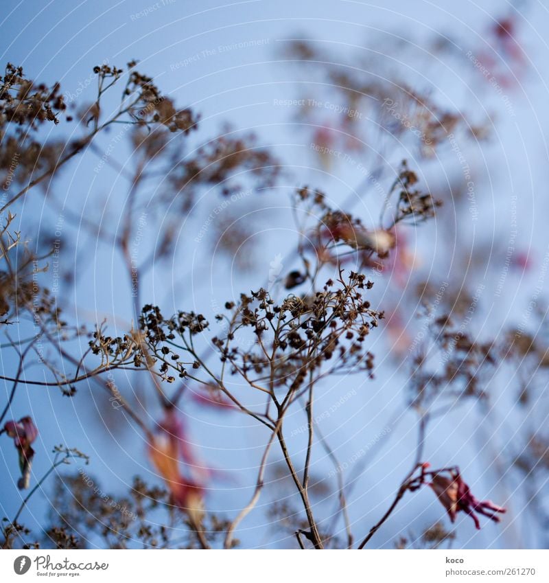 verblüht Pflanze Sträucher Blüte Wildpflanze Netzwerk alt Blühend dehydrieren authentisch einfach schön trocken blau braun gelb rot schwarz bescheiden Hoffnung