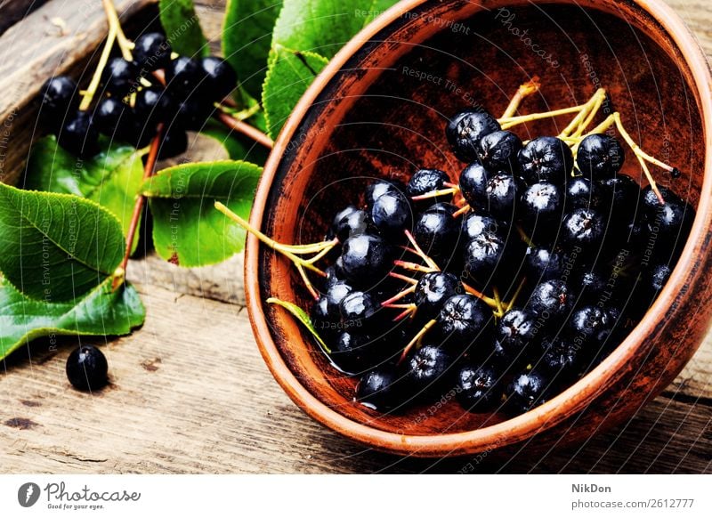 Aroniabeere mit Blatt Frucht Beeren Natur Ast Pflanze reif frisch natürlich organisch Gesundheit roh Ernte Menschengruppe Haufen Herbst Diät aronia melanocarpa