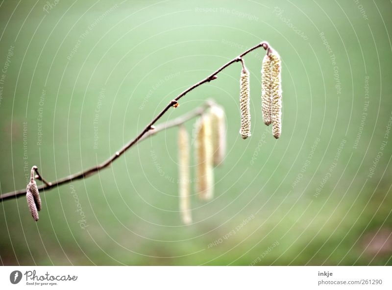 Hängebirkensamen Natur Pflanze Frühling Sommer Herbst Winter Baum Gras Sträucher Wildpflanze Birke Samen Zweig Ast Park Wiese Menschenleer hängen verblüht