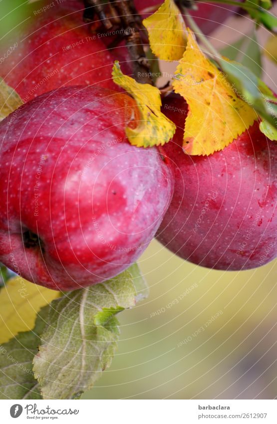 Rotbackige Elstar Äpfel am Baum Frucht Apfel Natur Pflanze Herbst Klima Blatt Apfelbaum Garten hängen leuchten fest frisch Gesundheit glänzend lecker rot Farbe