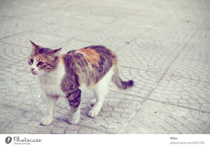 Eine Glückskatze. Tier Haustier Katze 1 Stein beobachten laufen außergewöhnlich frei schön klein wild ruhig Abenteuer Einsamkeit entdecken Freiheit einzigartig