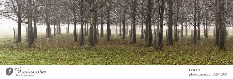 baumstreifen Umwelt Natur Landschaft Herbst Winter Nebel Pflanze Baum Gras Blatt Garten Park Wiese Wald dunkel kalt grün Streifen Panorama (Bildformat)