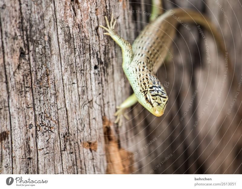 festgeklebt Ferien & Urlaub & Reisen Tourismus Ausflug Abenteuer Ferne Freiheit Urwald Strand Wildtier Tiergesicht Schuppen Gecko Echte Eidechsen Reptil 1