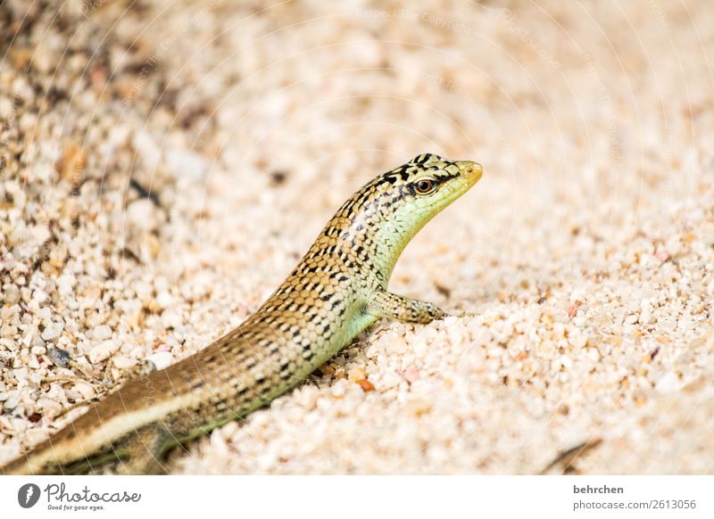 sandfarben Ferien & Urlaub & Reisen Tourismus Ausflug Abenteuer Ferne Freiheit Strand Meer Wildtier Tiergesicht Gecko Echte Eidechsen Auge Reptil 1 beobachten