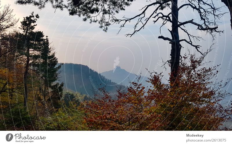 Burg Hohenzollern II Umwelt Natur Landschaft Pflanze Herbst Schönes Wetter Nebel Baum Gras Sträucher Blatt Wald Bisingen Burg oder Schloss Bauwerk Gebäude