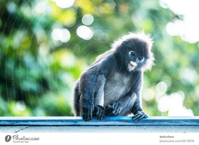 montagmorgengleichgewicht Ferien & Urlaub & Reisen Tourismus Ausflug Abenteuer Ferne Freiheit Urwald Wildtier Tiergesicht Fell Affen brillenlanguren 1