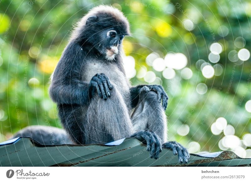 immer schön locker bleiben! Ferien & Urlaub & Reisen Tourismus Ausflug Abenteuer Ferne Freiheit Natur Urwald Wildtier Tiergesicht Fell Affen brillenlanguren 1